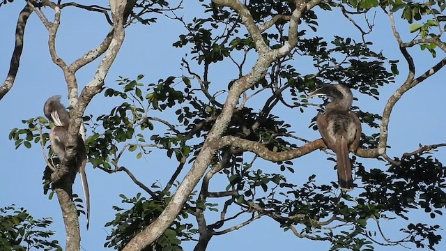 Indian Gray Hornbill - ML620163230