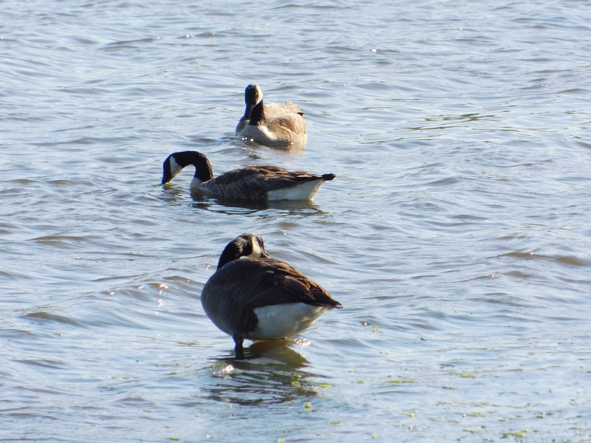 Canada Goose - ML620163231