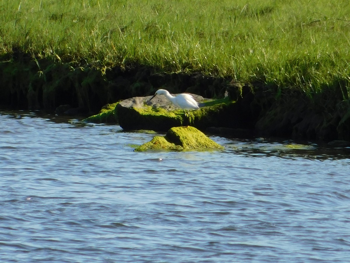 Snowy Egret - ML620163233