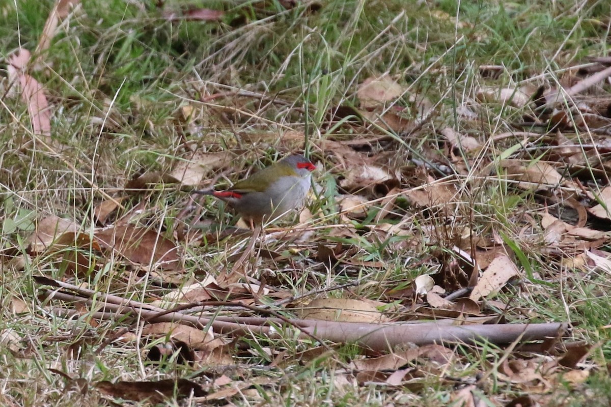 Red-browed Firetail - ML620163248
