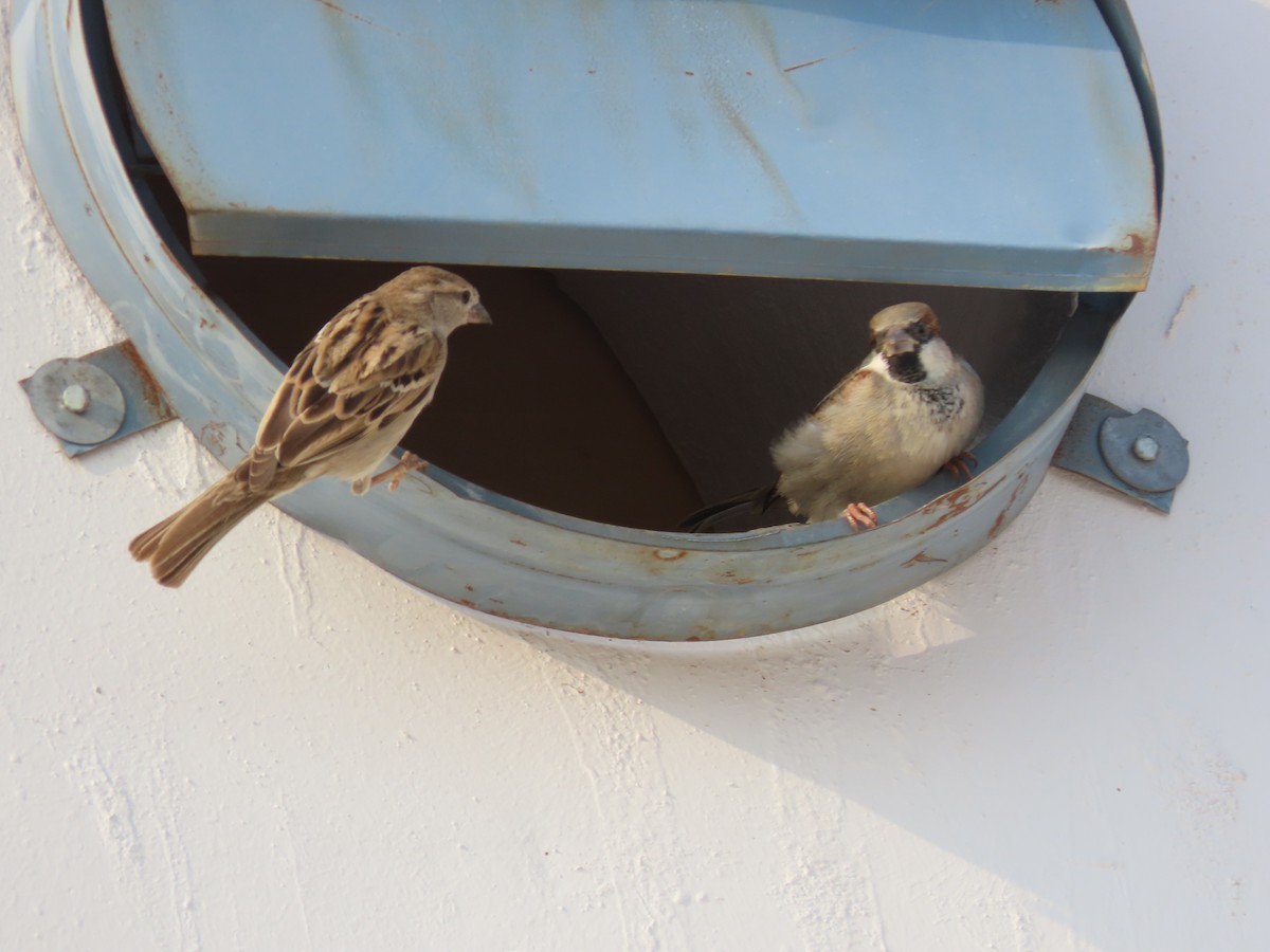 Moineau domestique - ML620163258