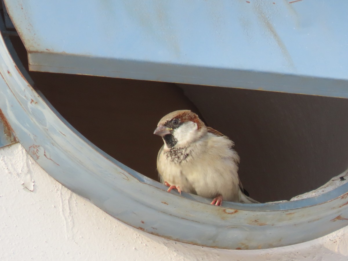 House Sparrow - ML620163259