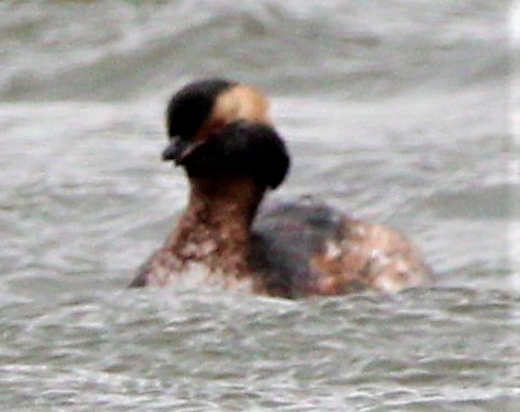 Horned Grebe - ML620163278