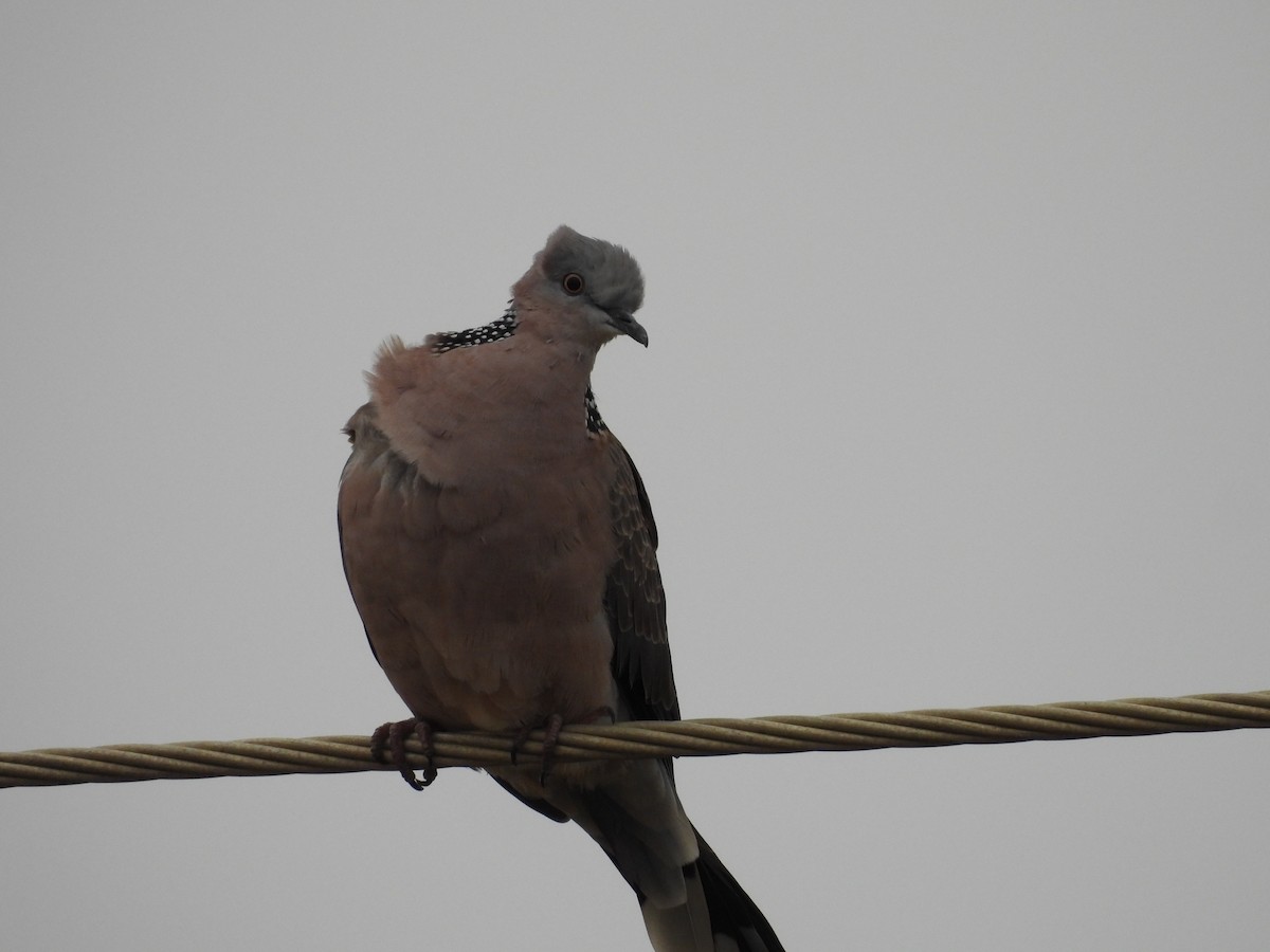 Spotted Dove - ML620163279