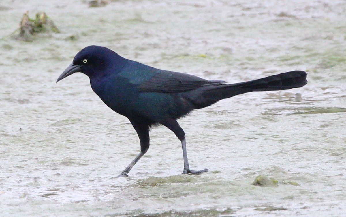 Boat-tailed Grackle - ML620163281