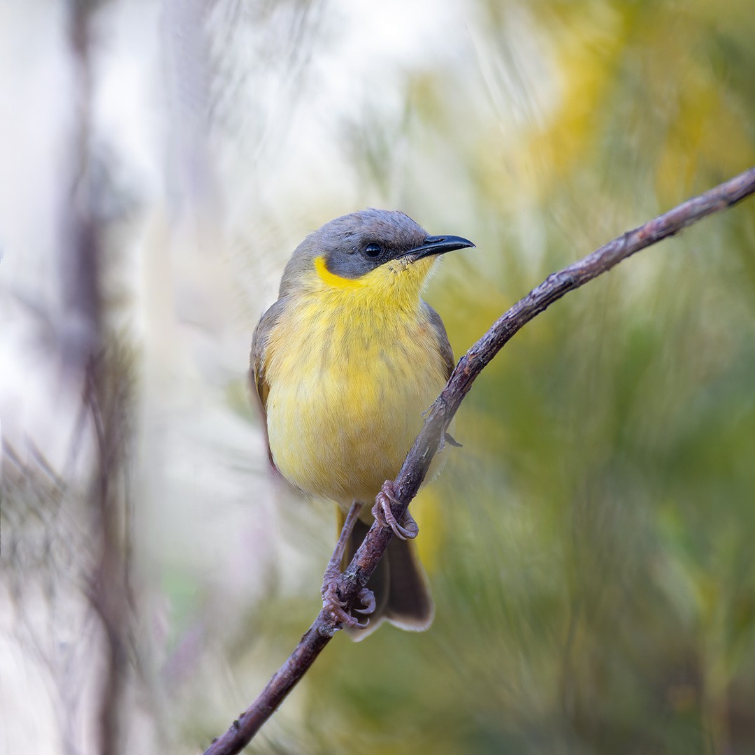 Gray-headed Honeyeater - ML620163282