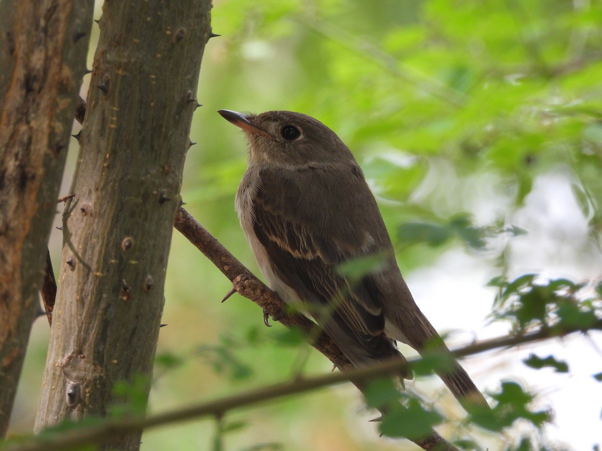 Brown-breasted Flycatcher - ML620163301