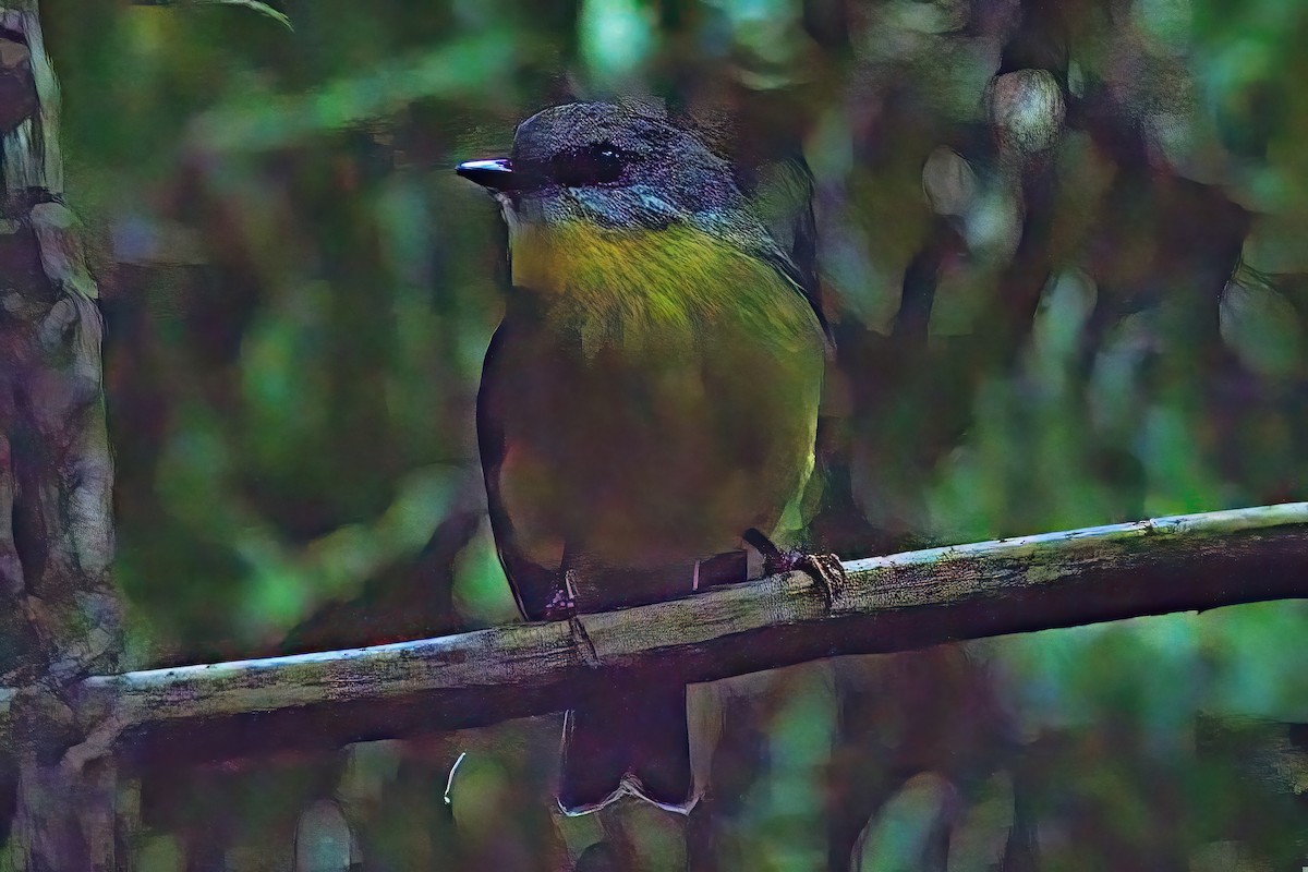 Eastern Yellow Robin - ML620163307