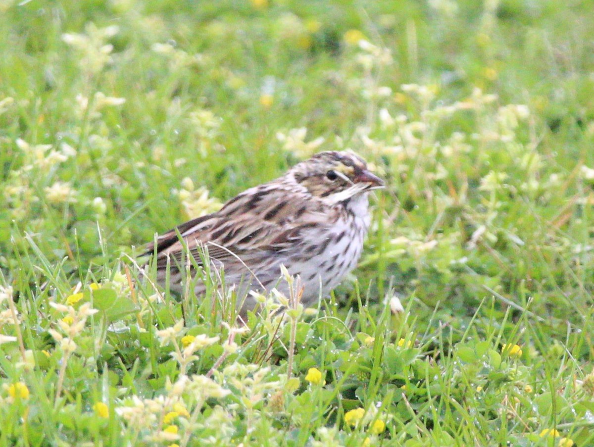 Savannah Sparrow - ML620163308