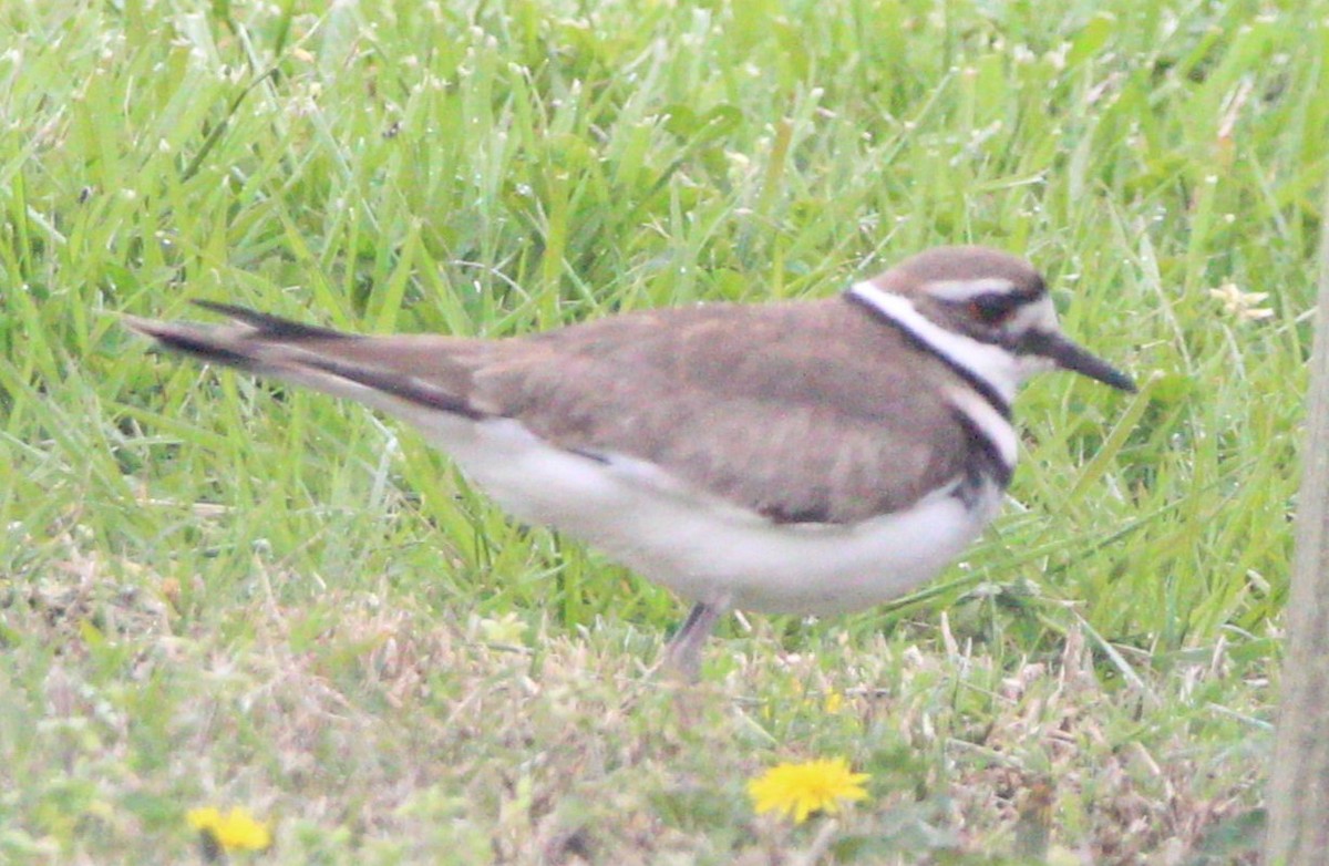 Killdeer - ML620163309