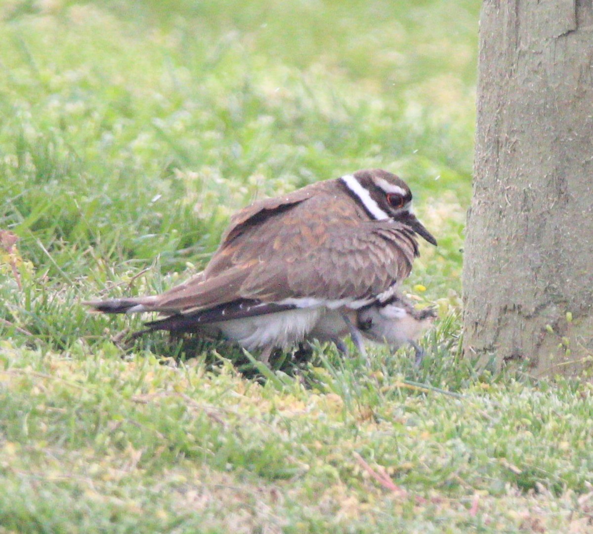 Killdeer - ML620163311