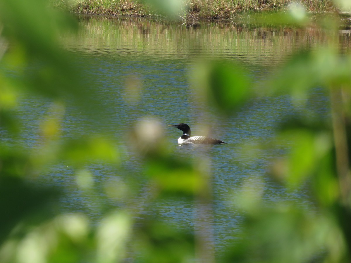 Yellow-billed Loon - ML620163313