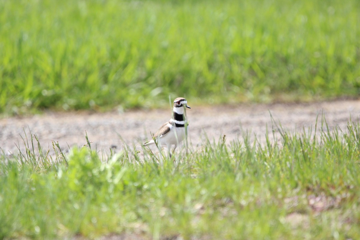 Killdeer - ML620163330