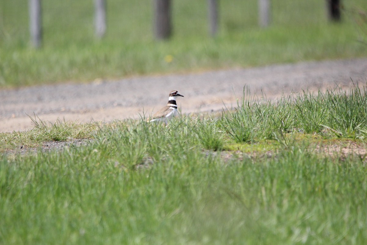 Killdeer - ML620163332