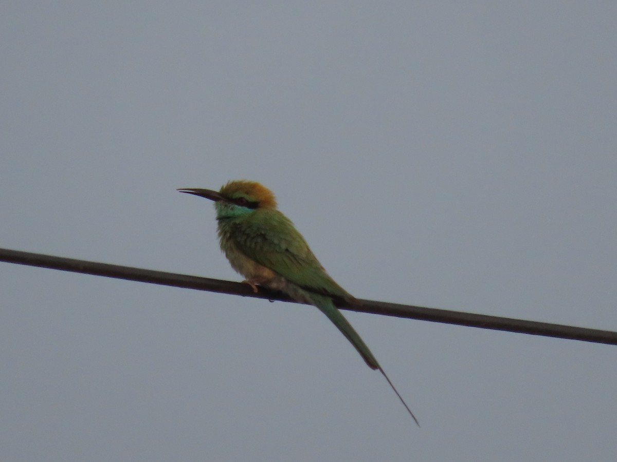 Asian Green Bee-eater - ML620163334