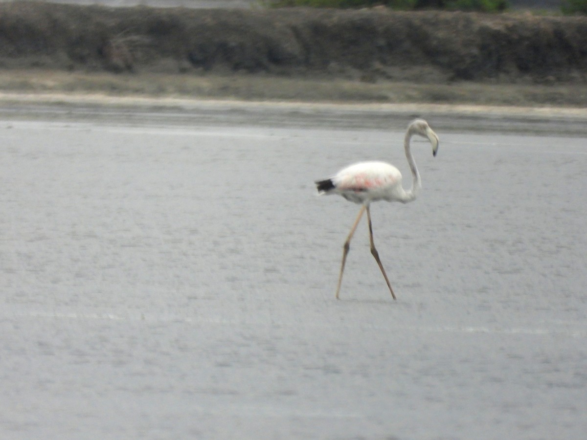 Greater Flamingo - ML620163338