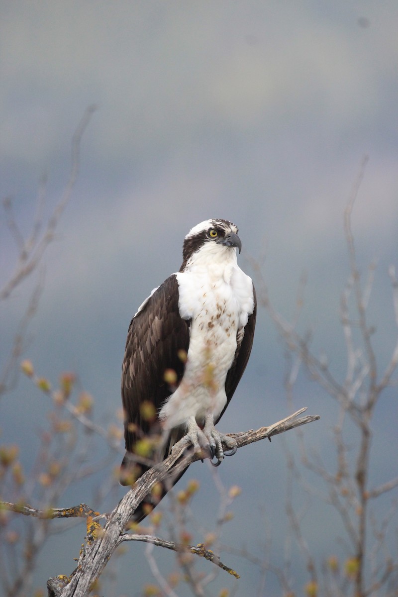 Águila Pescadora - ML620163340