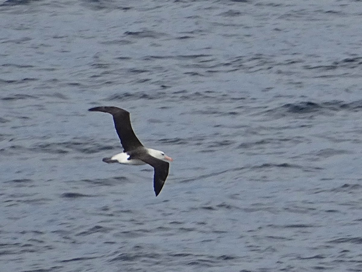 Чернобровый альбатрос - ML620163348