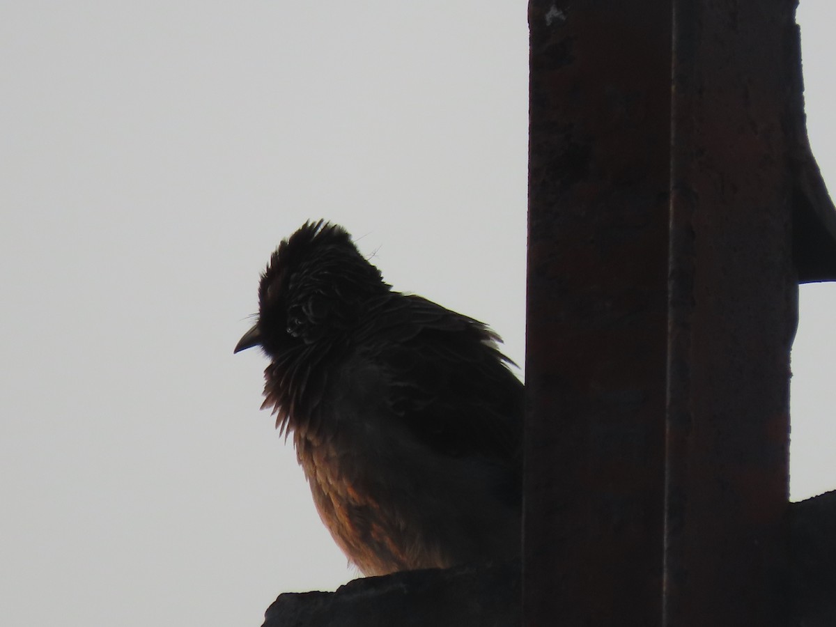 Red-vented Bulbul - ML620163349