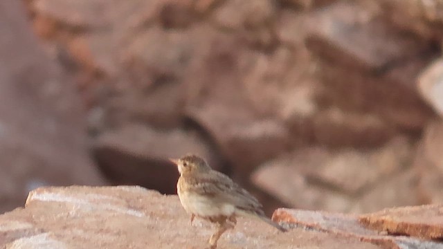 Oriental Skylark - ML620163375