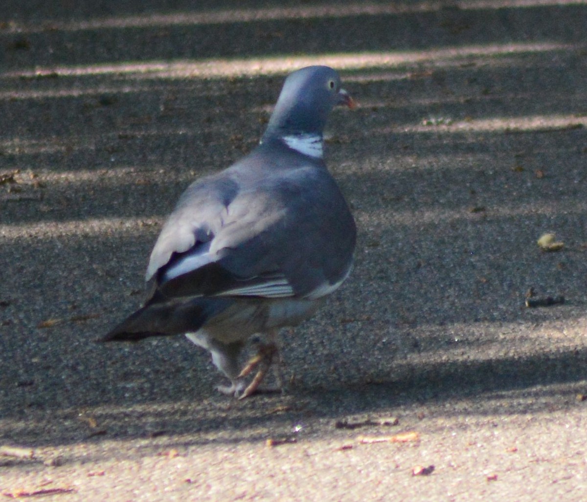 Common Wood-Pigeon - ML620163376