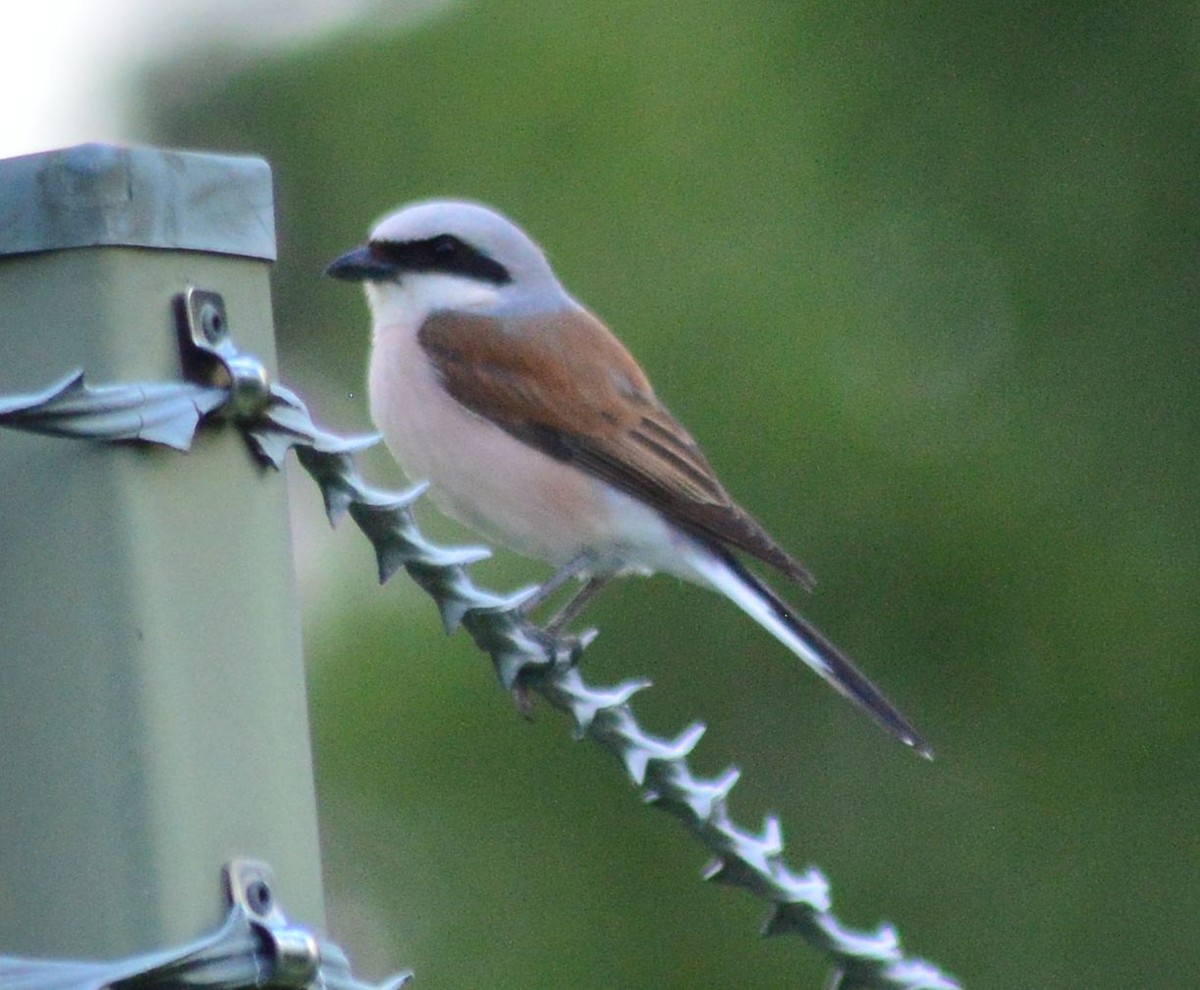 Red-backed Shrike - ML620163378