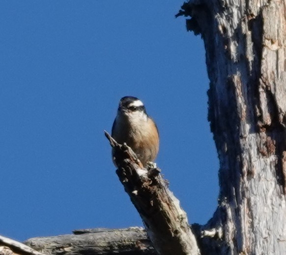 Red-breasted Nuthatch - ML620163379