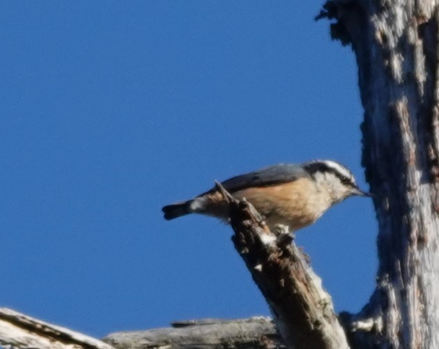 Red-breasted Nuthatch - ML620163380