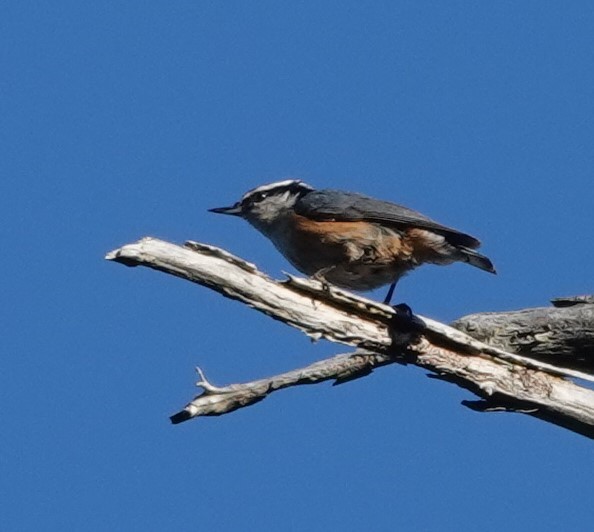 Red-breasted Nuthatch - ML620163381