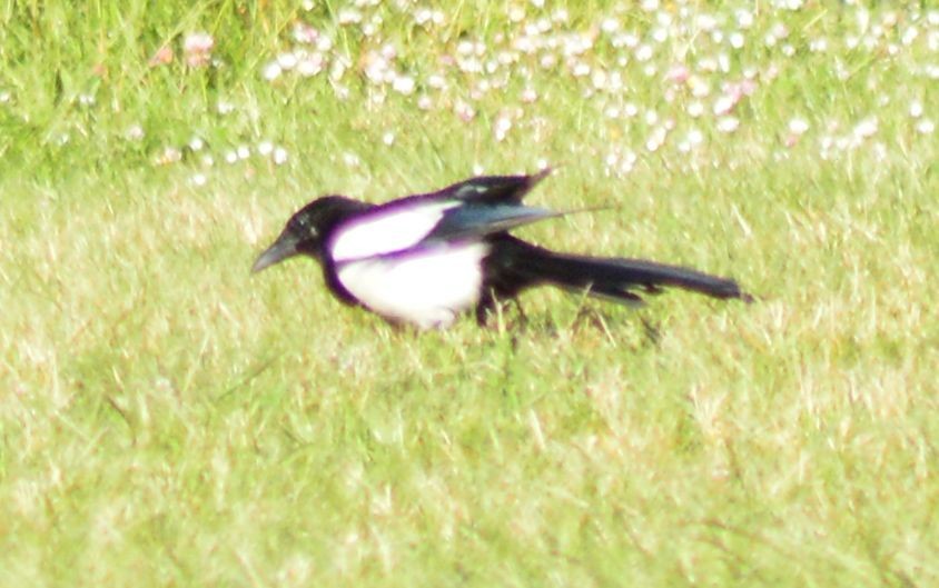 Eurasian Magpie - ML620163382