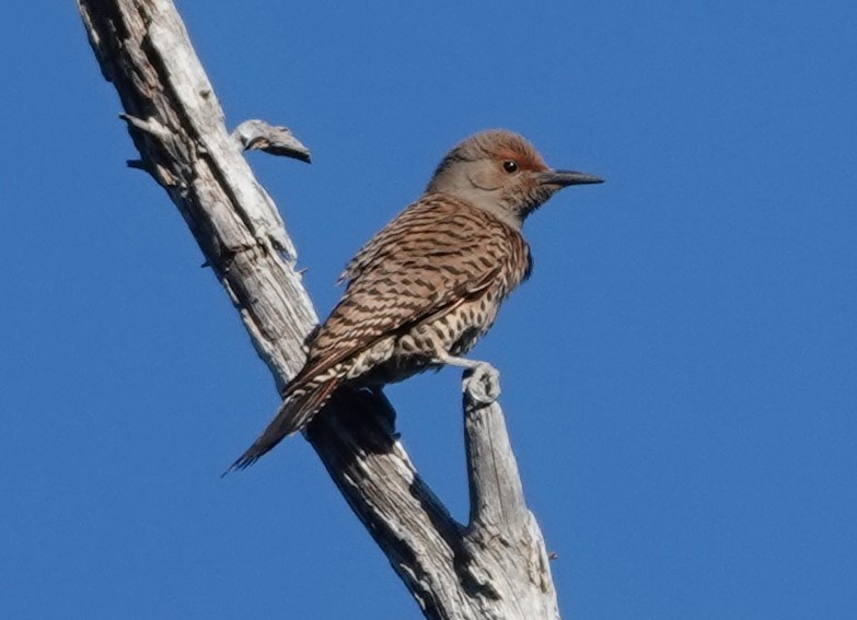 Northern Flicker - ML620163384