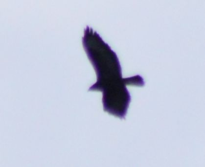 Common Raven - ML620163387