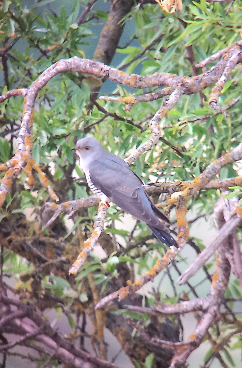 Common Cuckoo - ML620163397