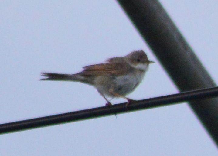 Greater Whitethroat - ML620163402