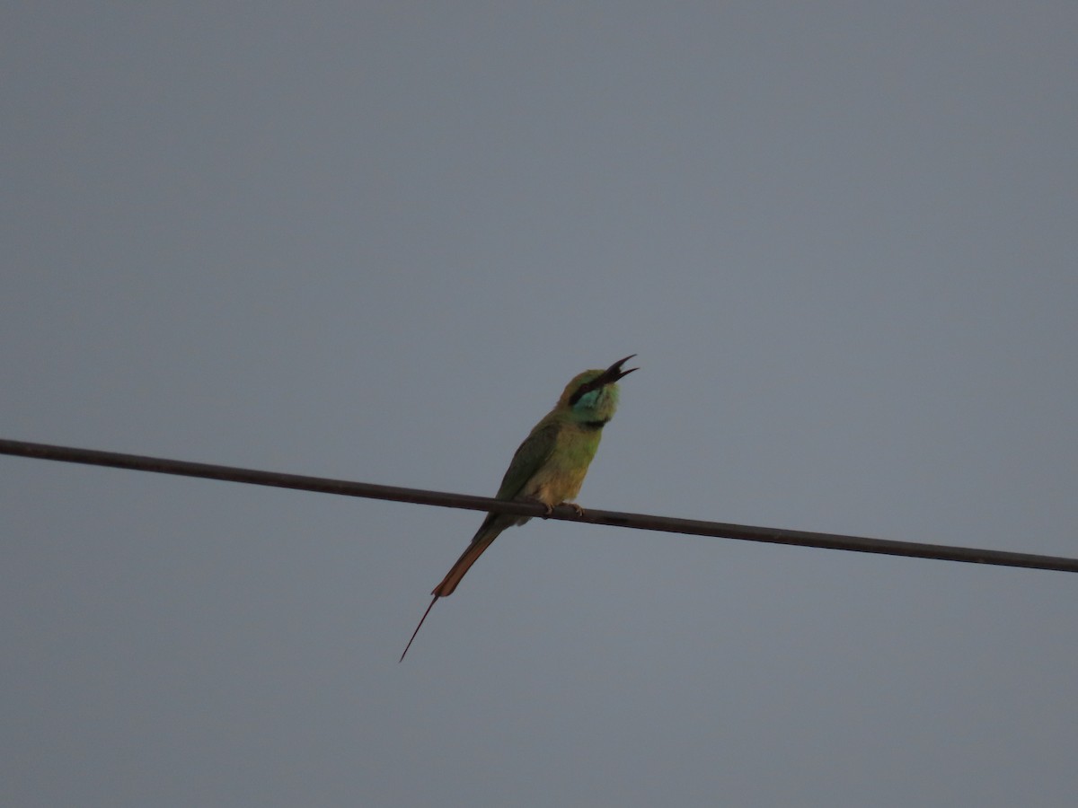 Asian Green Bee-eater - ML620163413