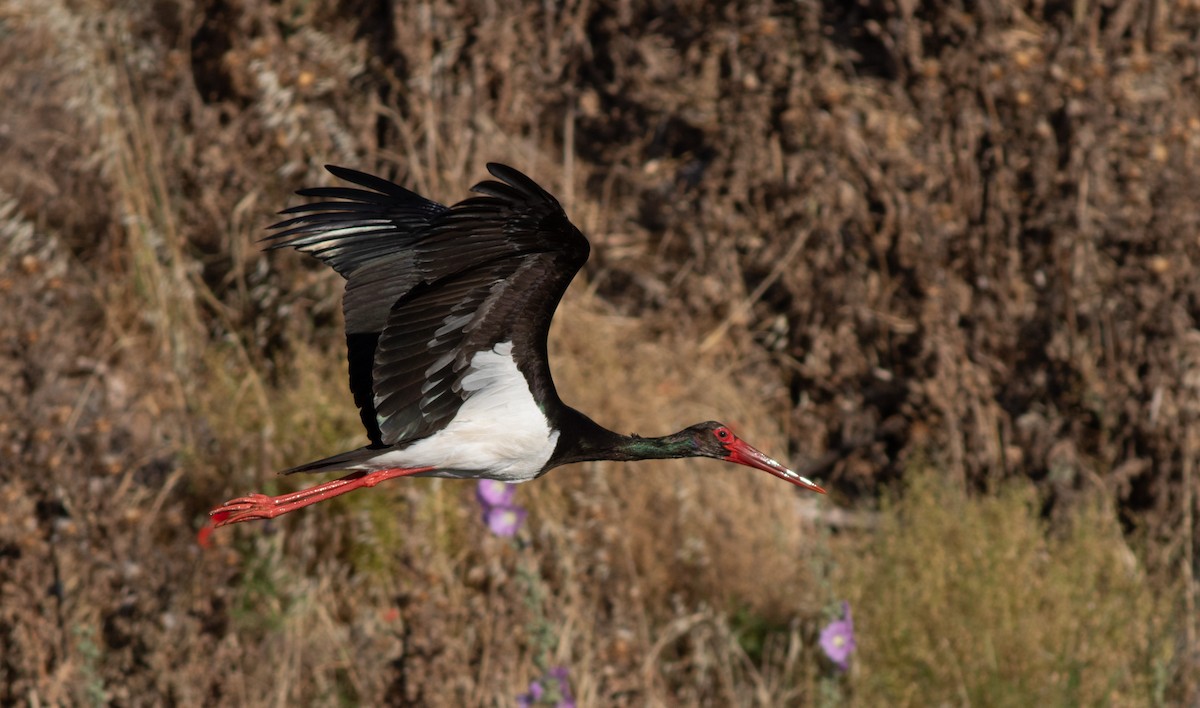 Black Stork - ML620163435