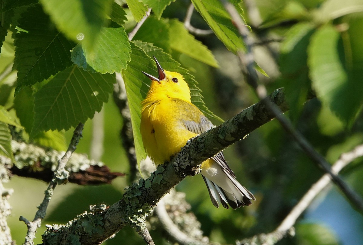 Prothonotary Warbler - ML620163459
