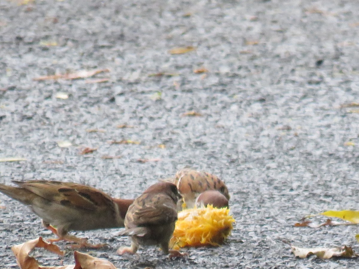 Eurasian Tree Sparrow - ML620163465