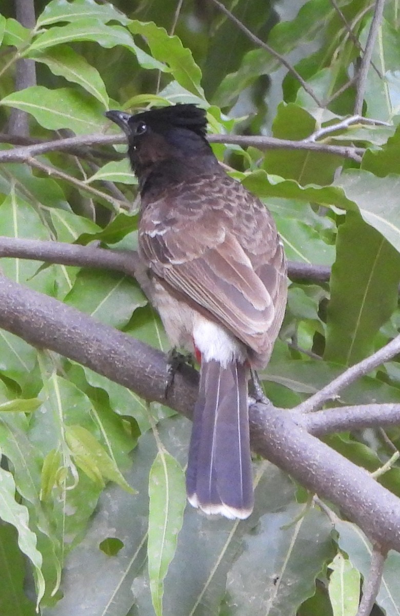Red-vented Bulbul - ML620163480
