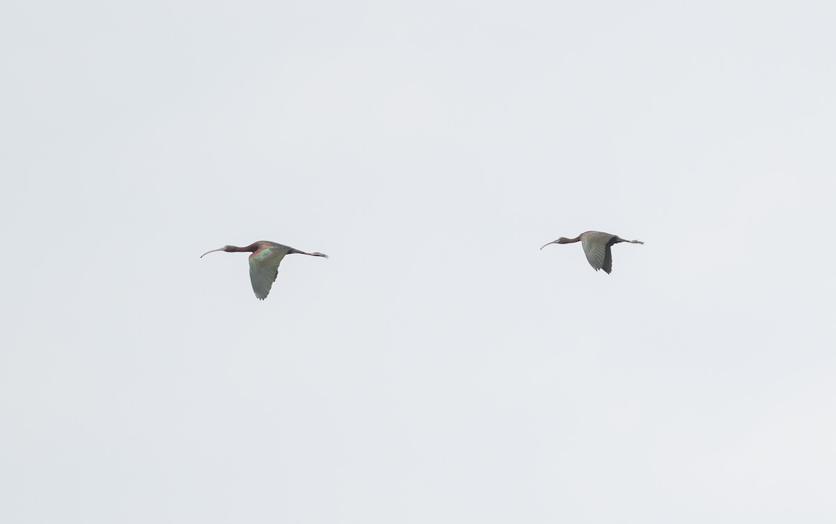 Ibis à face blanche - ML620163503