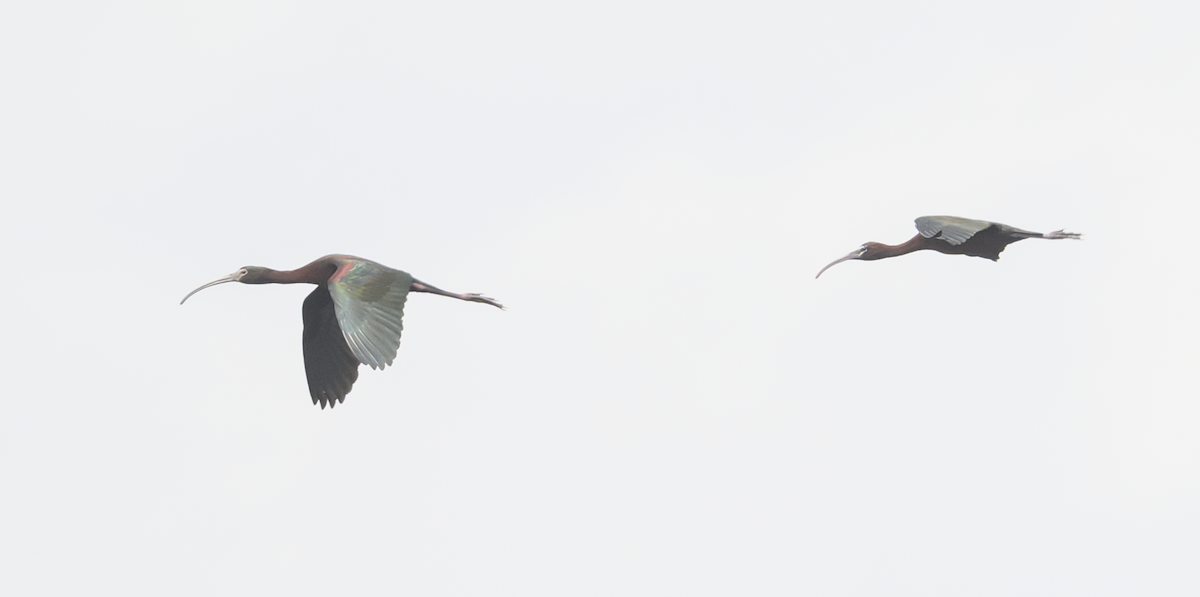 Ibis à face blanche - ML620163504