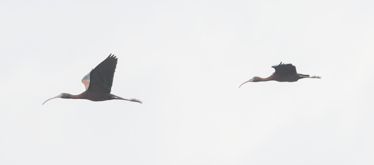 Ibis à face blanche - ML620163505