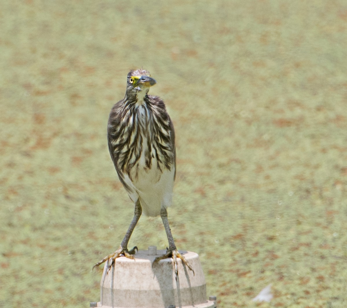 Indian Pond-Heron - ML620163507