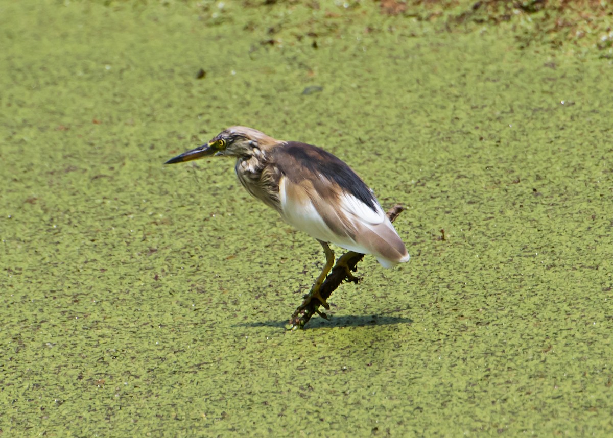 Indian Pond-Heron - ML620163508