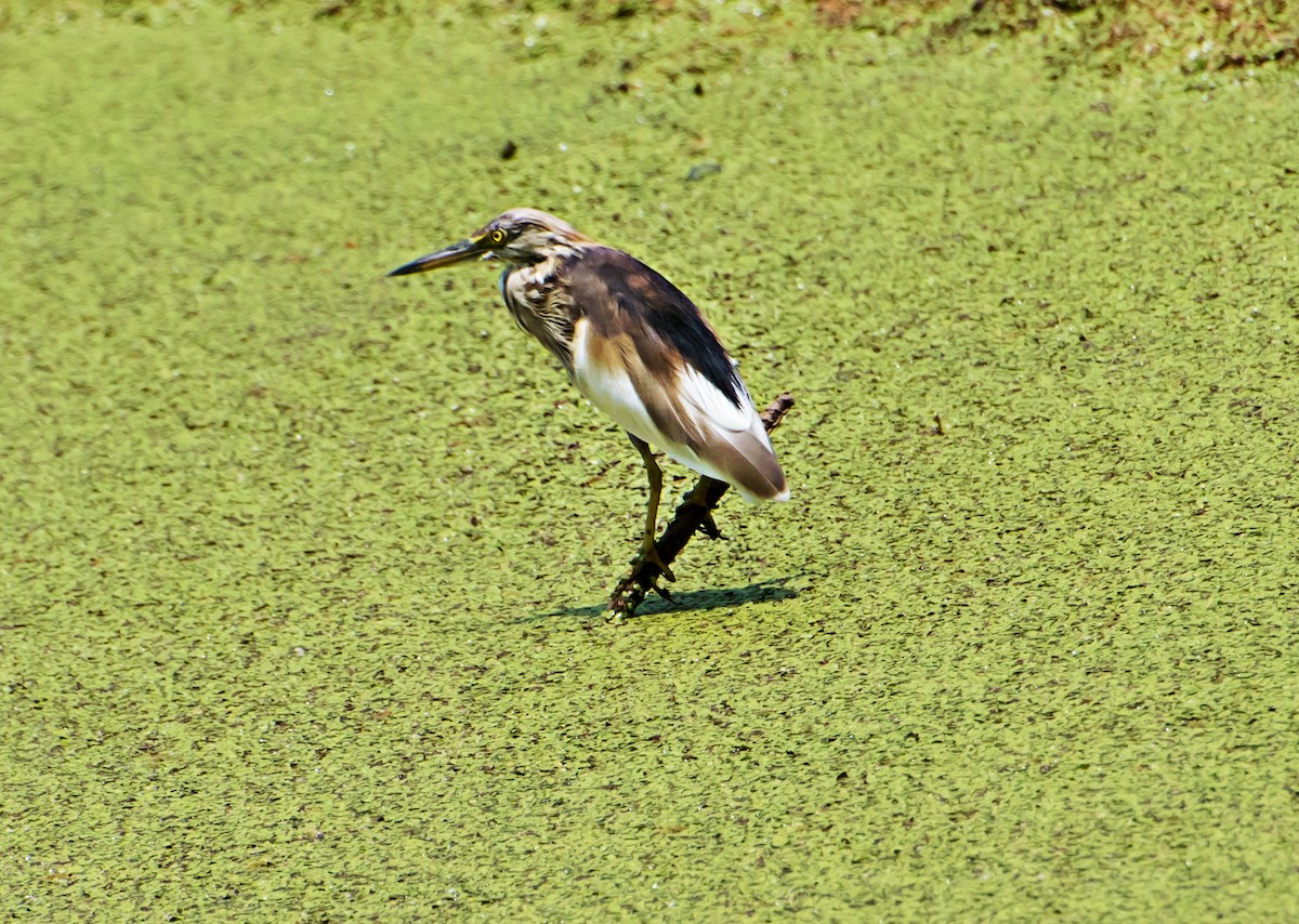 Indian Pond-Heron - ML620163510