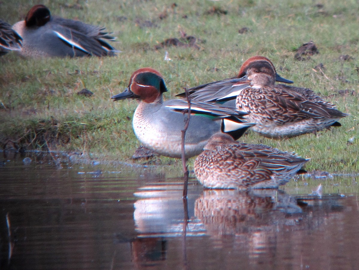Green-winged Teal - ML620163523