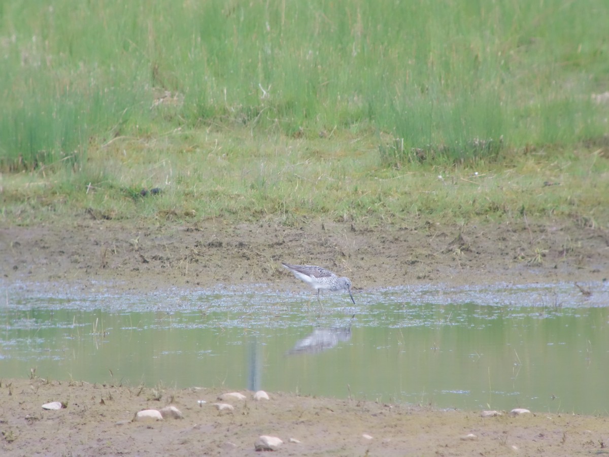 Common Greenshank - ML620163526