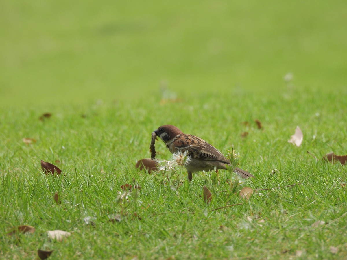 Eurasian Tree Sparrow - ML620163531