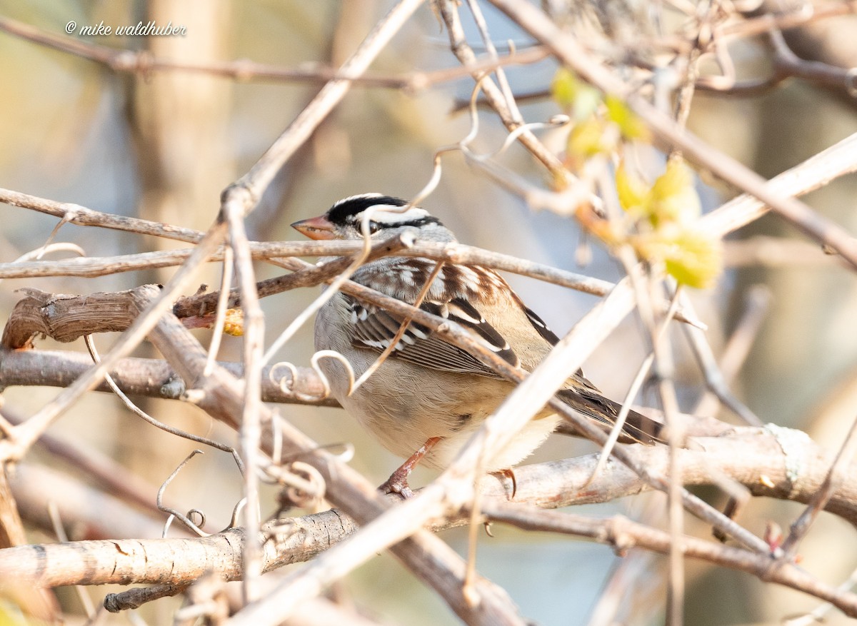 White-crowned Sparrow - ML620163532