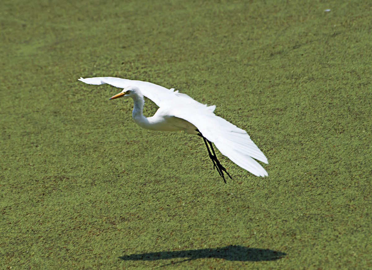 Medium Egret - ML620163541